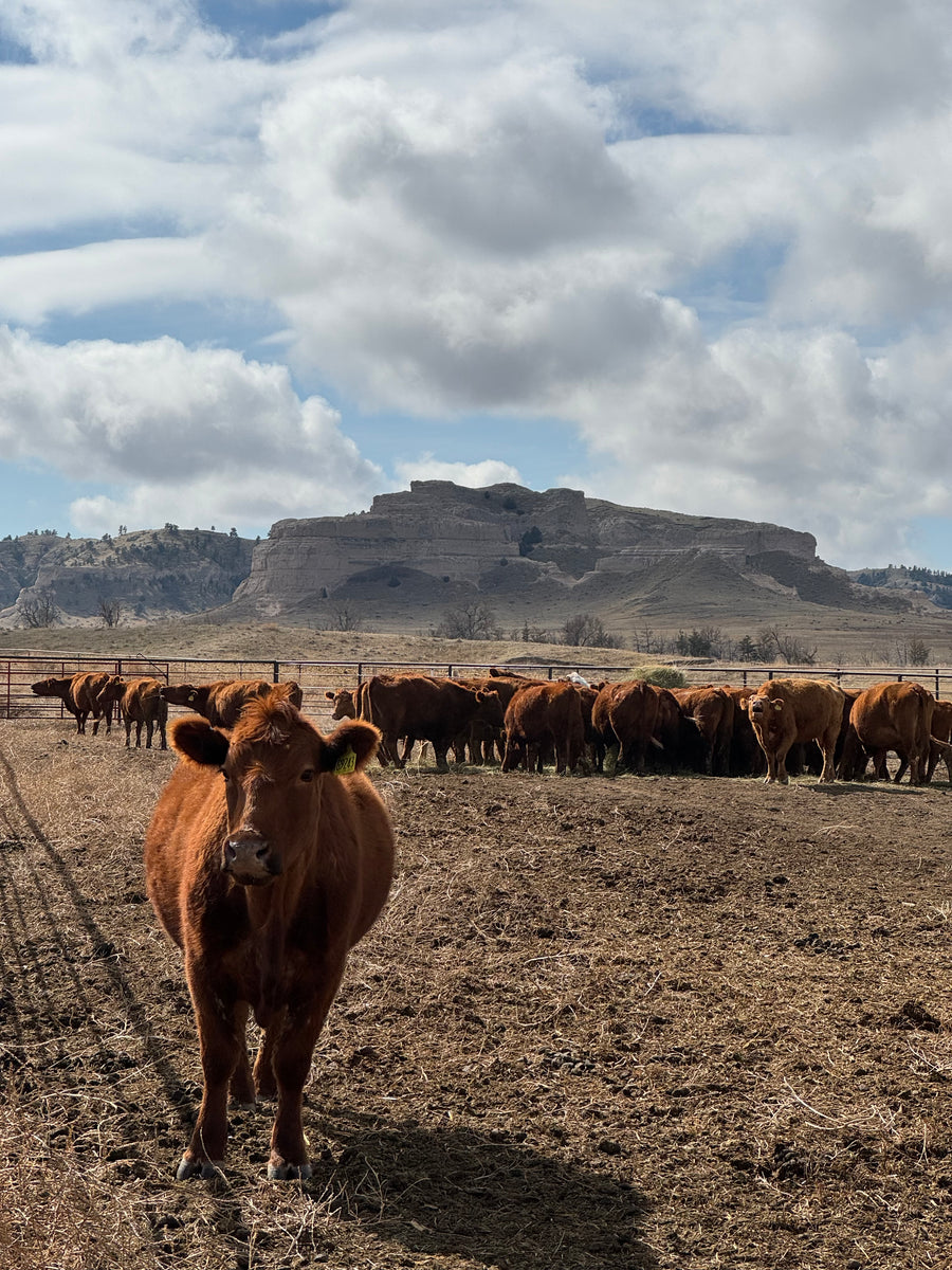 Colorado to Nebraska: Part 3- The Future of Rocking R Ranch – Rocking R ...